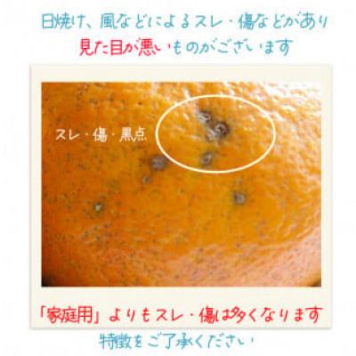 ふるさと納税 松山市 【1月中旬から順次発送】 【訳あり】 伊予柑 いよかん 約10kg |  | 02
