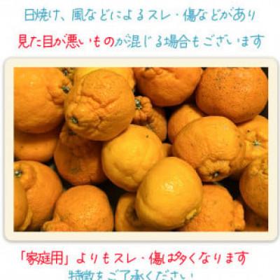ふるさと納税 松山市 【2月下旬から順次発送】【訳あり】不知火 しらぬい 約5kg |  | 03