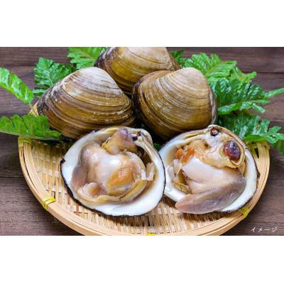 ふるさと納税 厚真町 [北海道厚真町]厚真町近海で獲れる新鮮な殻付きホッキ貝(2.5kg)