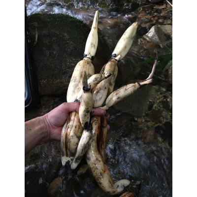 ふるさと納税 大津市 冬こそ皮ごと丸かじり!栽培期間中農薬使わず育てた棚田レンコン! 約2kg