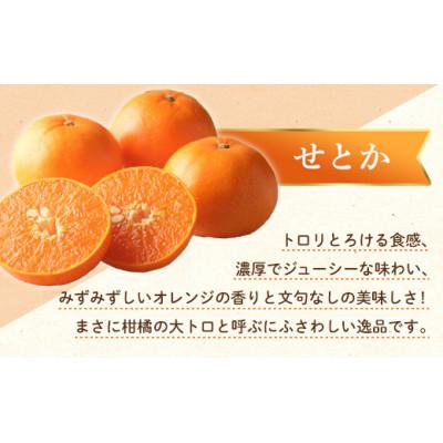ふるさと納税 琴平町 [ふるさと納税][三豊市との共通返礼品]せとか約5kg トロ〜リとろけるかんきつの大トロ