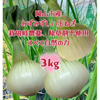 ふるさと納税 岡山市 [先行受付2026年5月から順次発送]岡山市産玉ねぎ3kg(サイズ混合)全て自然の力健康野菜