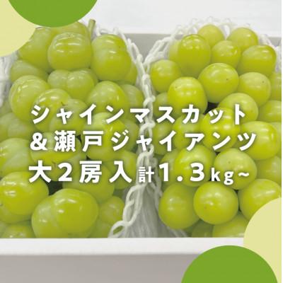 ふるさと納税 真庭市 [人気品種セット]瀬戸ジャイアンツ&amp;シャインマスカット 大2房入/計1.3kg〜(岡山県産)