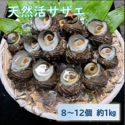 ふるさと納税 能美市 天然活サザエ 8〜12個 約1kg