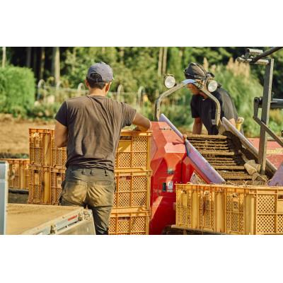 ふるさと納税 香取市 昨年お取り寄せ1年待ち!最高糖度75!金蜜芋のやきいも(不揃い品)2.1kg『千葉県香取市農園直送』の画像