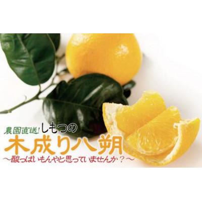 ふるさと納税 和歌山市 [訳あり]木成り八朔6kgご家庭用(大小混合サイズ)4月より順次発送予定!