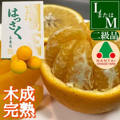 ふるさと納税 有田川町 [4月まで木成り完熟させた有田はっさく]傷ありLまたはM 和歌山県有田川町産