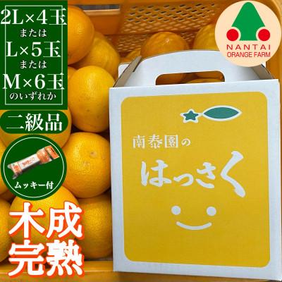 ふるさと納税 有田川町 [4月まで木成り完熟させた有田はっさく]傷あり4〜6玉 手さげ箱入(ムッキー付) 和歌山県有田川町産