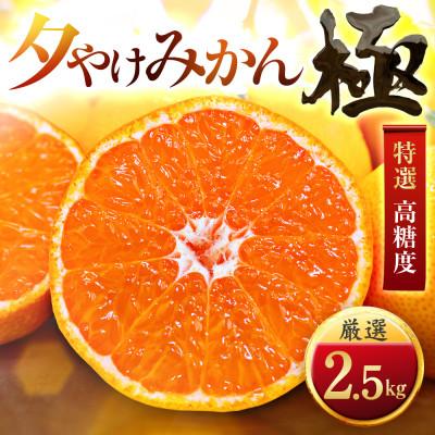ふるさと納税 八幡浜市 【太陽をたっぷり浴びた】夕やけみかん【極】2.5kg【A49-76】