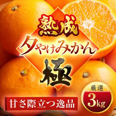 ふるさと納税 八幡浜市 [完熟&amp;熟成]愛媛で育った夕やけみかん[極]3kg ※年明け発送[C49-77]