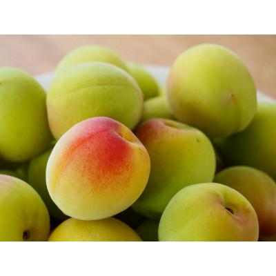 ふるさと納税 印南町 [梅干・梅酒用等]紀州和歌山の熟南高 生梅(大玉4L、2kg) 6月上旬から7月上旬順次発送