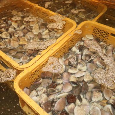 ふるさと納税 勝浦市 【数量限定】天然『活』はまぐり　2kg　※1個:40g〜80g【千葉県勝浦市】 |  | 02