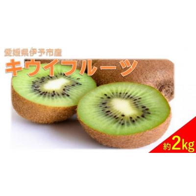 ふるさと納税 伊予市 キウイフルーツ約2kg 秀品[ヘイワード]伊予市[2025年11月中旬以降順次発送]