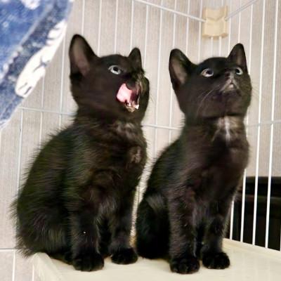 ふるさと納税 多摩市 年間パスポート