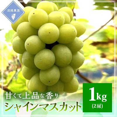 ふるさと納税 岡山市 ●先行予約 2026年8月より順次発送 岡山県産 シャインマスカット 2房(合計約1kg)