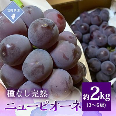 ふるさと納税 岡山市 ●先行予約2026年8月から順次発送 岡山県産 種なし完熟ニューピオーネ3房〜6房(合計約2kg)