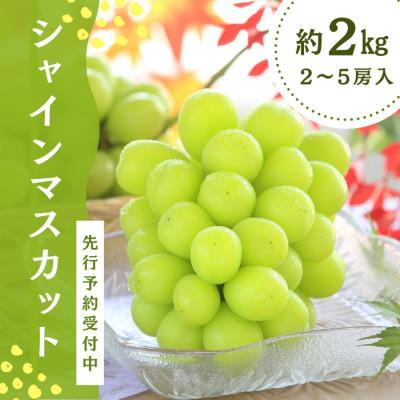 ふるさと納税 豊丘村 [南信州産]&lt;先行予約&gt;シャインマスカット 約2kg(2〜5房) ※2026年9月中旬より発送予定※