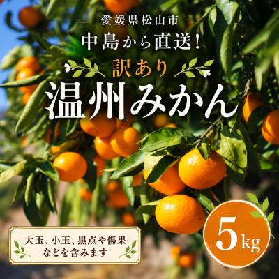 ふるさと納税 松山市 訳あり 温州みかん 5kg | 