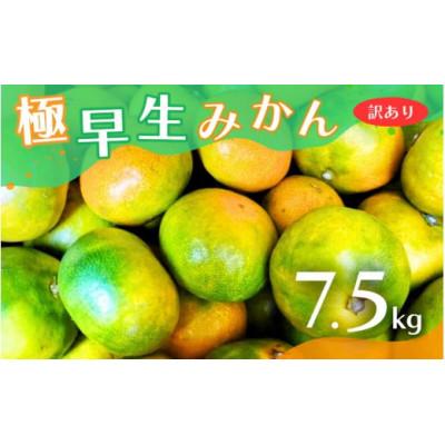 ふるさと納税 広川町 [2026年10月より順次発送][訳あり]こだわり極早生みかん約7.5kg nuk003-c-7d5