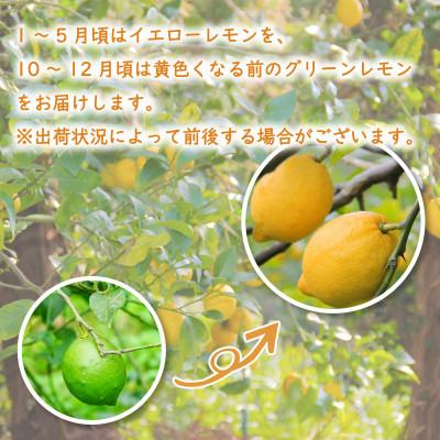 ふるさと納税 松山市 【10月下旬から順次発送】 レモン 2kg (14〜18玉) |  | 01