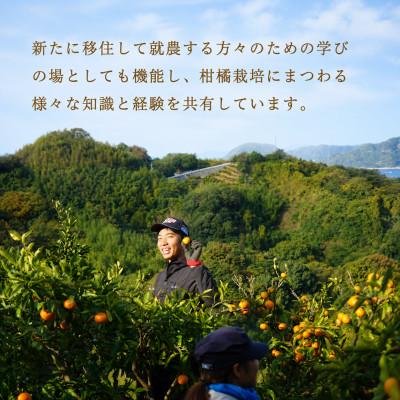 ふるさと納税 松山市 【10月下旬から順次発送】 レモン 2kg (14〜18玉) |  | 03