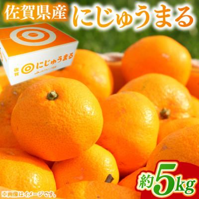 ふるさと納税 鳥栖市 佐賀県産にじゅうまる約5kg