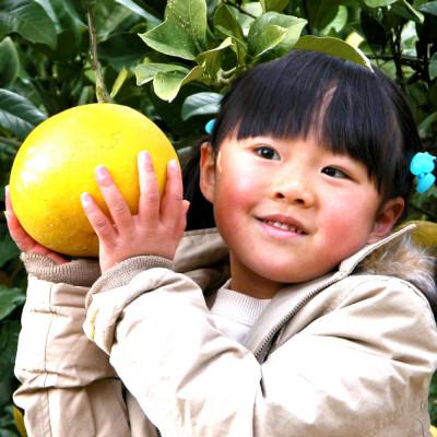 ふるさと納税 土佐市 高知県土佐市産 楠瀬さんの土佐文旦 家庭用 大玉 約5kg(4L〜2Lサイズ　7〜10玉) |  | 02