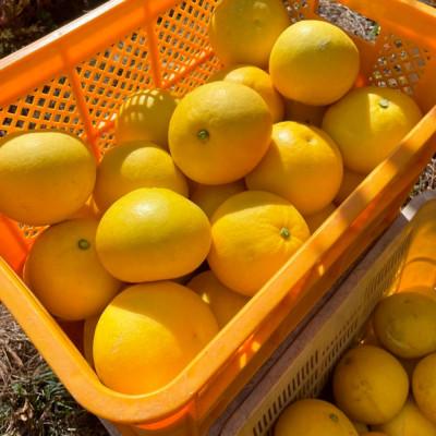 ふるさと納税 土佐市 高知県土佐市産 楠瀬さんの土佐文旦 家庭用 大玉 約5kg(4L〜2Lサイズ　7〜10玉) |  | 03