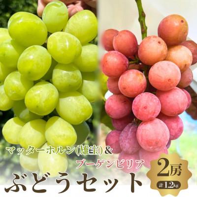 ふるさと納税 岸和田市 おすすめ感謝セット マッターホルン+ブーゲンビリア 2房セット