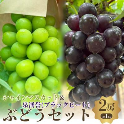 ふるさと納税 岸和田市 夏一番 シャインマスカット翡翠+泉湧誉 2房セット