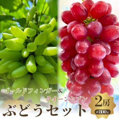 ふるさと納税 岸和田市 おすすめ感謝セット クイーンセブン+ゴールドフィンガー 2房セット