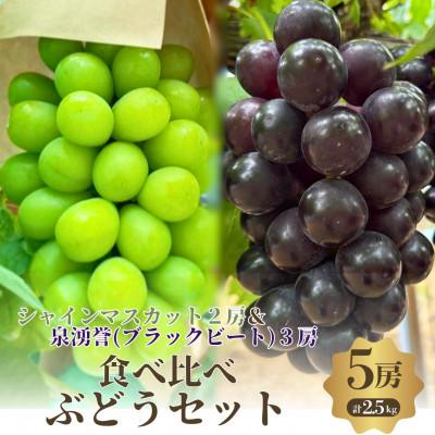 ふるさと納税 岸和田市 食べ比べ人気ぶどう シャインマスカット2房+いず誉3房 5房セット