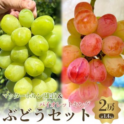 ふるさと納税 岸和田市 おすすめ感謝セット マッターホルン+バイオレットキング 2房セット