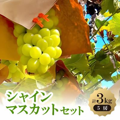 ふるさと納税 岸和田市 おすすめ シャインマスカット5房セット