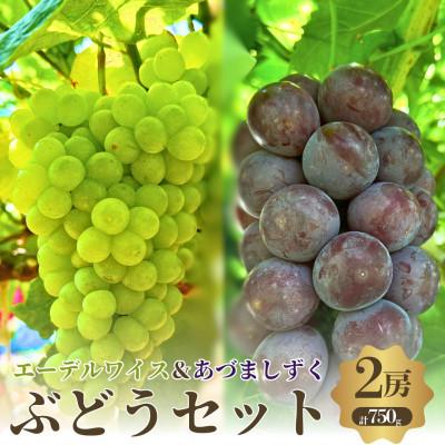 ふるさと納税 岸和田市 夏一番 あづましずく+エーデルワイス 2房セット