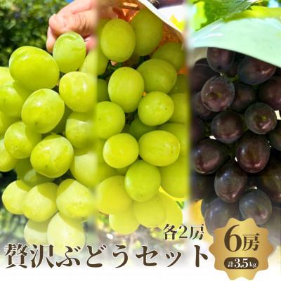 ふるさと納税 岸和田市 贅沢シャイン品種のぶどうセット 3種6房詰め合わせ