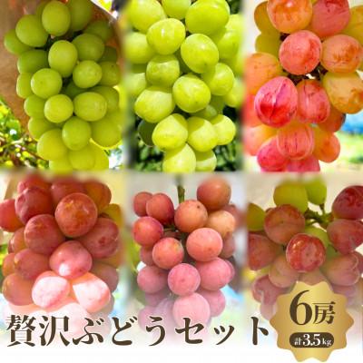 ふるさと納税 岸和田市 贅沢ぶどうセット4種6房詰め合わせ