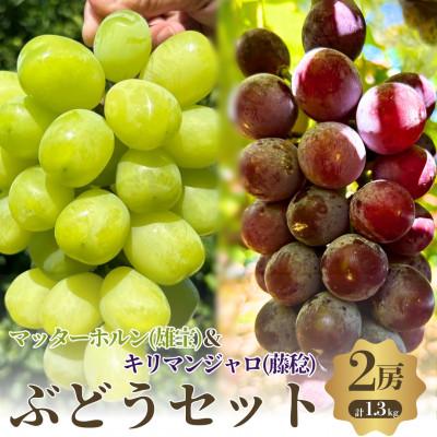 ふるさと納税 岸和田市 おすすめ感謝セット マッターホルン+キリマンジャロ 2房セット