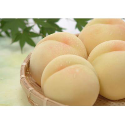 ふるさと納税 浅口市 岡山県産白桃A