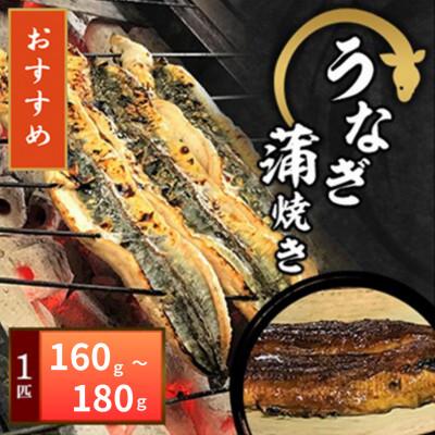 ふるさと納税 寝屋川市 [冷凍1匹]大阪の名店 うなぎ蒲焼き(1匹あたり160g〜180g)