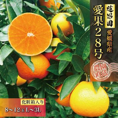 ふるさと納税 松山市 [先行予約]11月中旬より発送 愛果28号秀品8〜12玉 ギフト ご贈答向け化粧箱 紅まどんな同品種