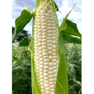 ふるさと納税 山辺町 [先行予約2026年産]訳ありピュアホワイト1.8kg[生で味わう白とうもろこし]