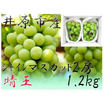 ふるさと納税 井原市 シャインマスカット 晴王 2房(1.2kg)[2026年10月上旬から順次発送]