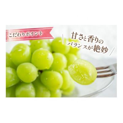 ふるさと納税 韮崎市 朝採れ シャインマスカット 1.2kg (2〜3房) 山梨