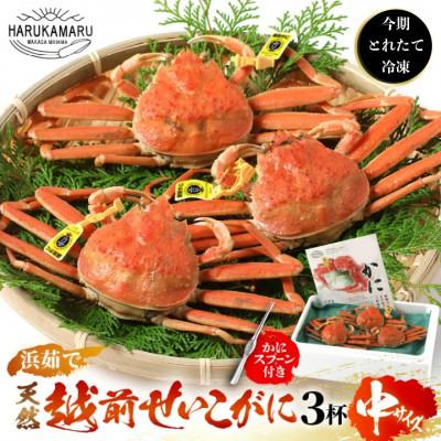ふるさと納税 美浜町 今期とれたて茹でたてを瞬間冷凍!はるか丸が厳選[越前タグ付きセイコガニ3杯]