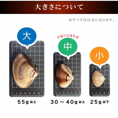 ふるさと納税 山武市 天然活はまぐり中玉1.5kg|千葉県九十九里産 |  | 02