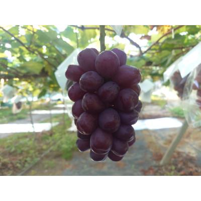 ふるさと納税 宇城市 [2026年8月より順次発送]黒いシャインマスカット[富士の輝] 1房約500g 熊本県宇城市産