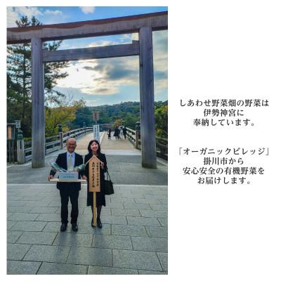 ふるさと納税 掛川市 有機大根　有機JAS認証　煮物やおでんに最適　冬の味覚(12〜3月発送) |  | 03