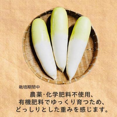 ふるさと納税 掛川市 【フードロス対応・規格外】 有機大根 訳あり