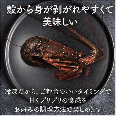 ふるさと納税 旭市 あま〜い!美味い!リキッド凍結伊勢海老 刺身用 2尾(計500g) |  | 01